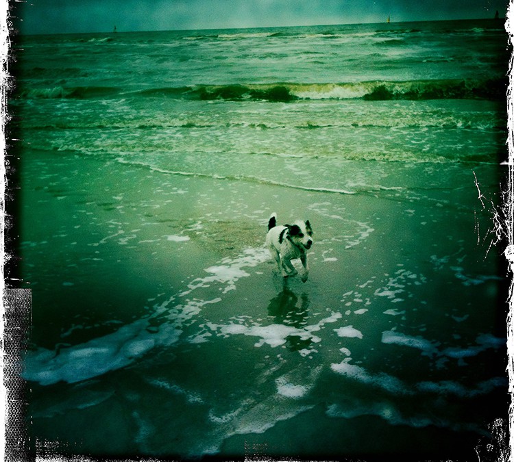 Time Off – Doggie Beach Express
