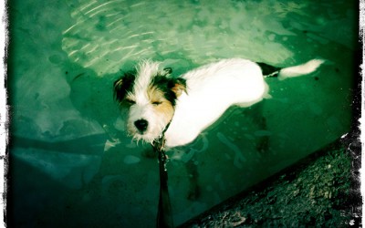 Pool Dog