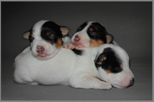 Happy Lazy Sunday with 3 Little Russell-Baby-Boys!